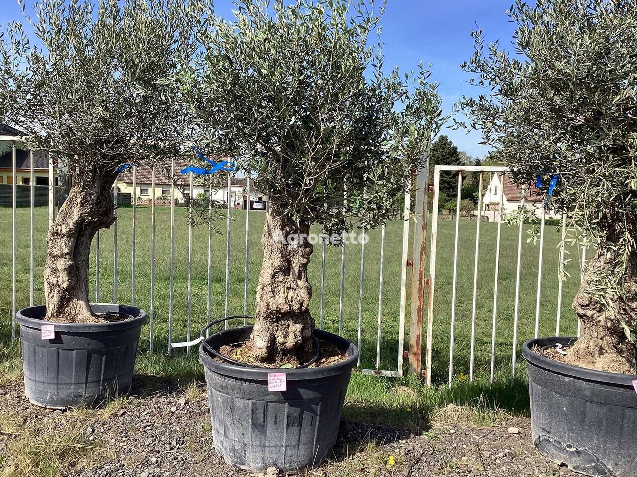 Olivenbaum (Winterhart) arbolito de frutal