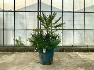 palmboom meerstammig (Chamaerops Humilis) arbusto decorativo