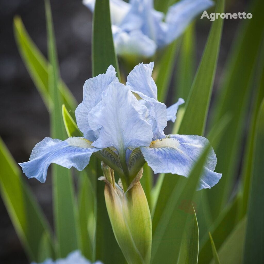 Kosaciec Bajo Denim Azul Iris Pumila