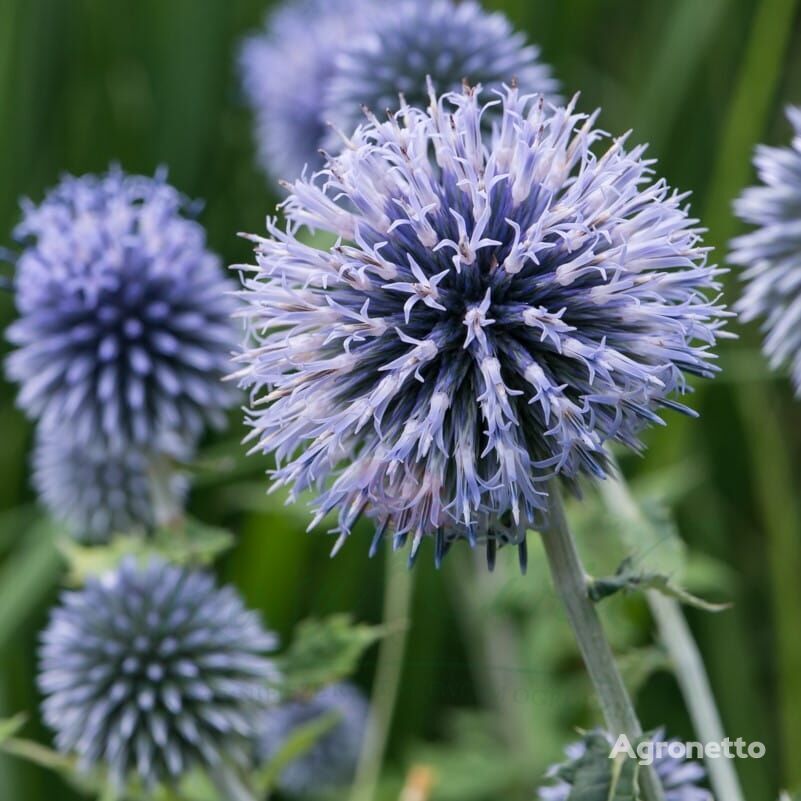 Echinops ritro